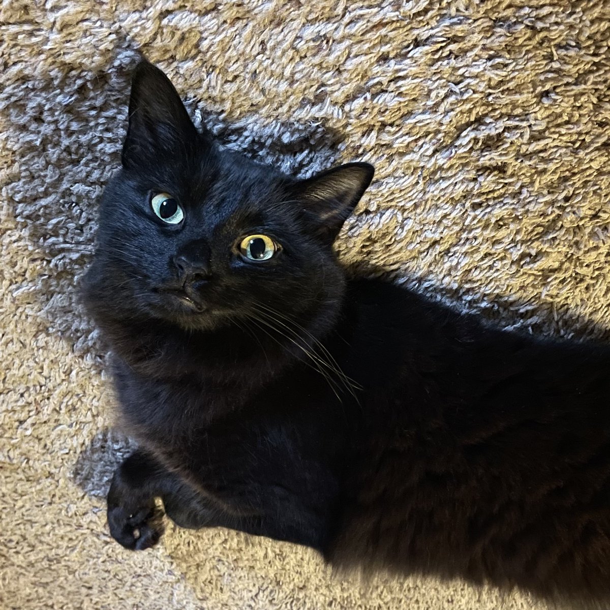 Victoria Wang tweet media