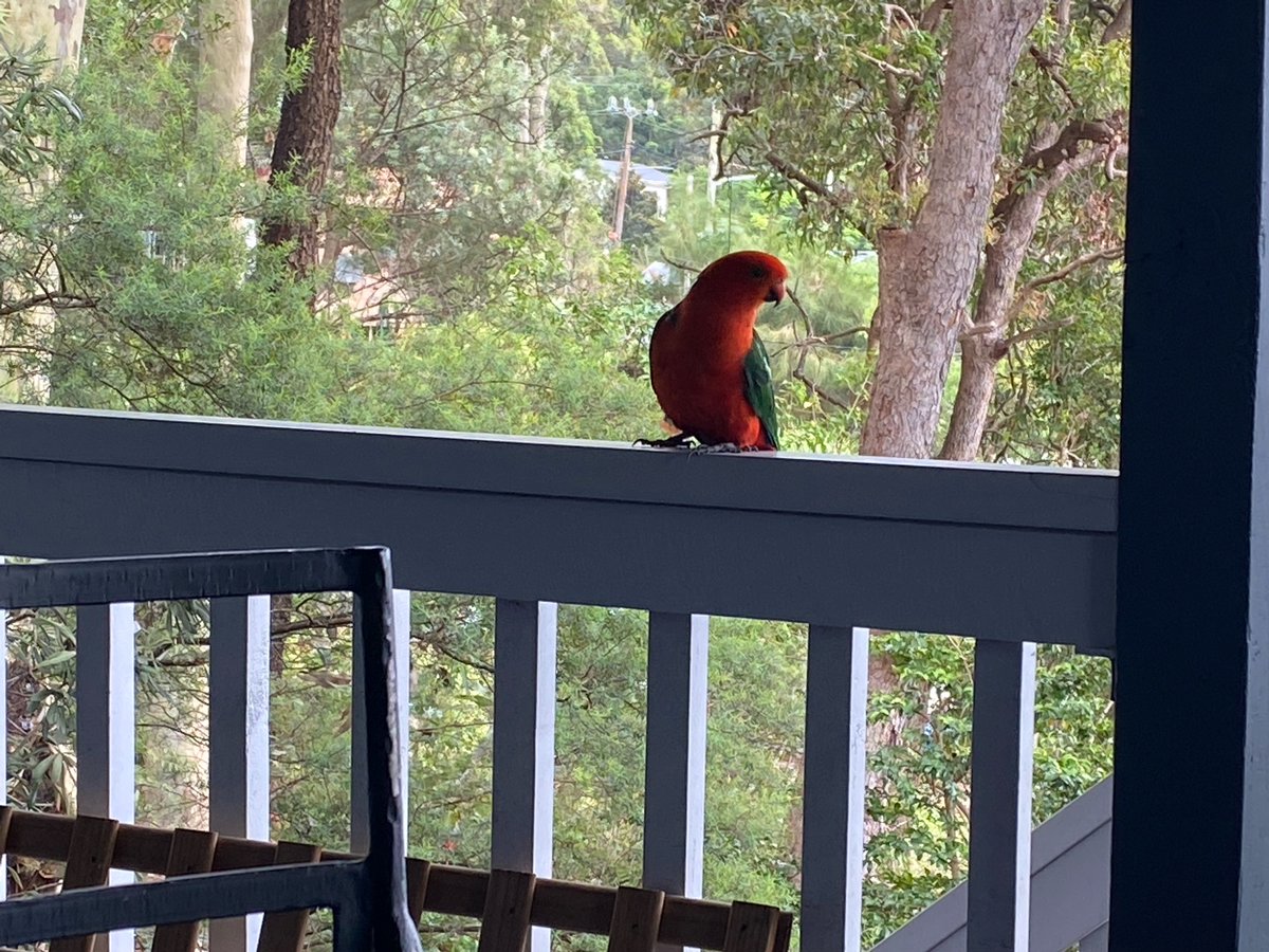 Julie Leask AO tweet media