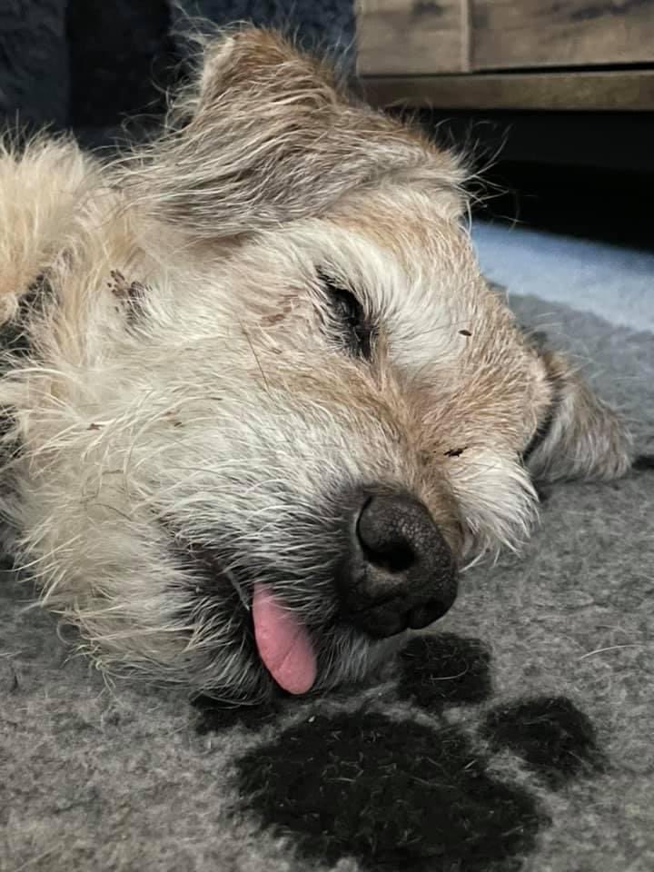 SnoopBT's tweet image. Happy #TongueoutTuesday pals. A sleepy one from Snoop. It’s cold and frosty this morning and I feel this would be him saying ‘no I’m not getting up, I’m quite cosy here thank you’ ❤️#btposse