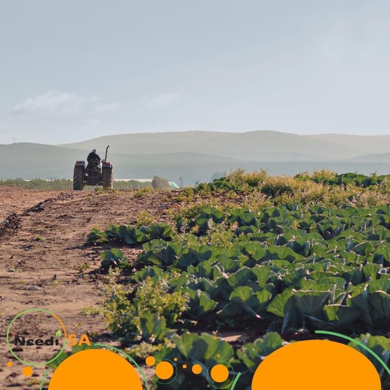 NcediSA_'s tweet photo. Ncedisa has become a leading workforce provider within the agricultural industry of the Eastern Cape and is synonymous with upholding business ethics that value employee well-being while improving productivity for the farmer.

#Ncedisa #Agriculture #farming #labour #SouthAfrica https://t.co/FYWThXUz8I