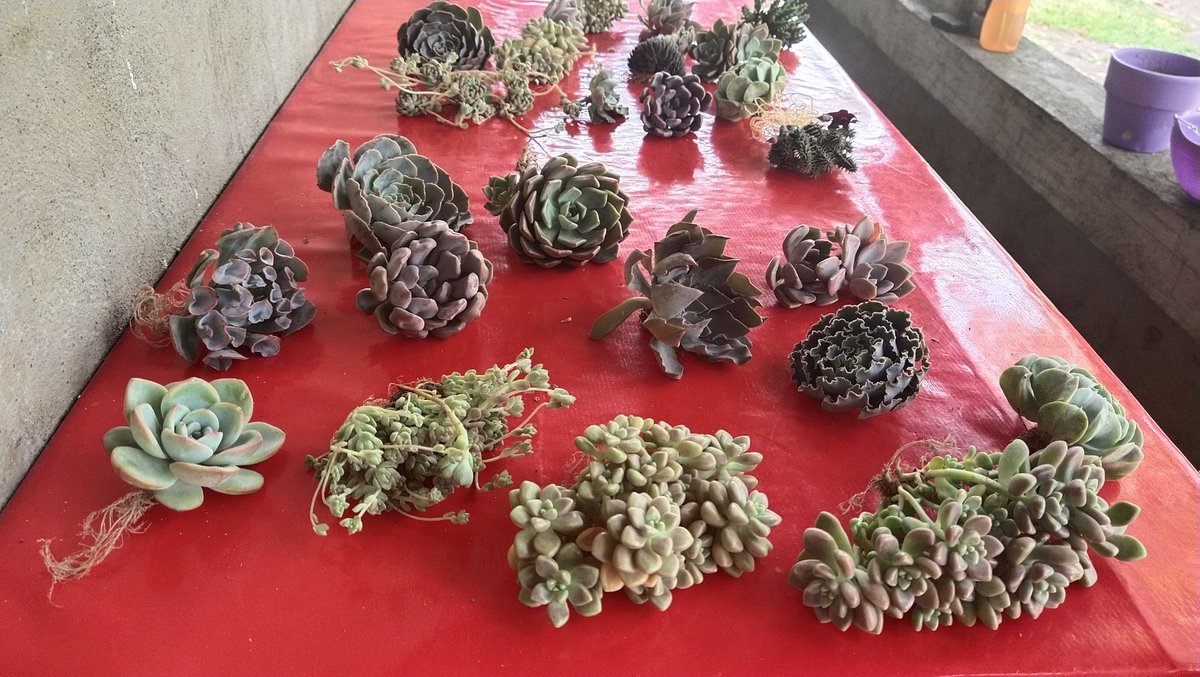 Jean Lara Panganiban tweet media