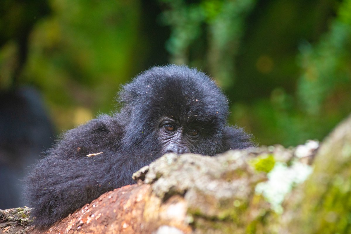 Dank erfolgreicher Schutzprojekte und der Einführung eines nachhaltigen Gorilla-Tourismus, konnten sich die Populationen, der vom Aussterben bedrohten Berggorillas, in den letzten Jahren in Uganda erholen. exploreuganda.de/hohepunkte/pri… 
📷 Unsplash / Musiime Muramura
#ugandaentdecken