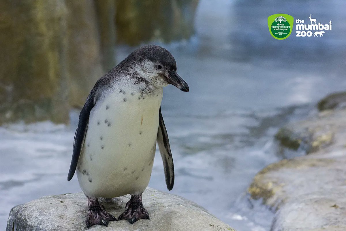 TheMumbaiZoo's tweet photo. मुंबई प्राणिसंग्रहालयातील ���ेंग्विन कुटुंबात ऑस्करचे स्वागत!

We welcome Oscar to the Mumbai Zoo's Penguin family!

#themumbaizoo
#vjbudyanandzoo
#zoostories
#penguin 
#oscar
#newmember
#mybmc

@my_bmc 
@CZA_Delhi
@moefcc https://t.co/76Kgjp3shp