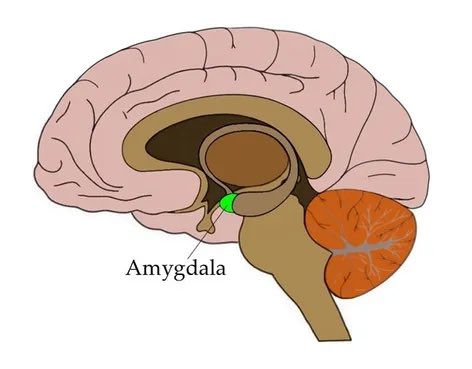 Hamzaalaou's tweet photo. Why round shapes? The majority of people, it appears, are drawn to patterns that are round in shape.. This occurs because the amygdala interprets sharp edges as potentially harmful .
@lets_NEUROmkt 
#NMKTRCH #MKTINGNEURO https://t.co/J3abBpPWq5