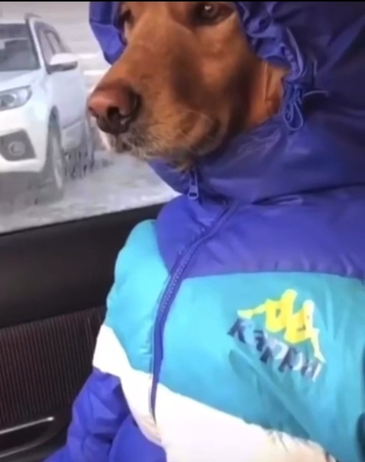 النوعيات اللي عندهم موستنج وسيلفرادوا وكله يدوجون بشارع الخليج وشارع الحب من صباح الله خير  لاتسوون فيها بدو اليوم وتطلعون للبر يعني برد وصايدين الجو انثبروا ببيوتكم😂😂