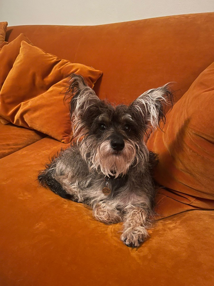 Dick King-Smith HQ tweet media