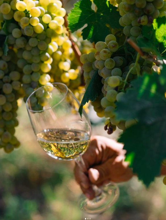 gvino_uk's tweet photo. Great wine comes from the details, just like many things that are worthwhile in life.
Hope you're having a lovely week.

#kakheti #harvest #winelovers #georgianwineuk #georgianwine https://t.co/kNUSjfOA2S