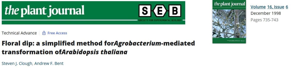 #PlantScienceClassics #13: Floral Dip. Almost 25 years ago, in 1998, Steven Clough & Andrew Bent published their geniously simple Arabidopsis transformation protocol @ThePlantJournal: Dipping a plant upside down into Agrobacterium solution - et voilà! doi.org/10.1046/j.1365…