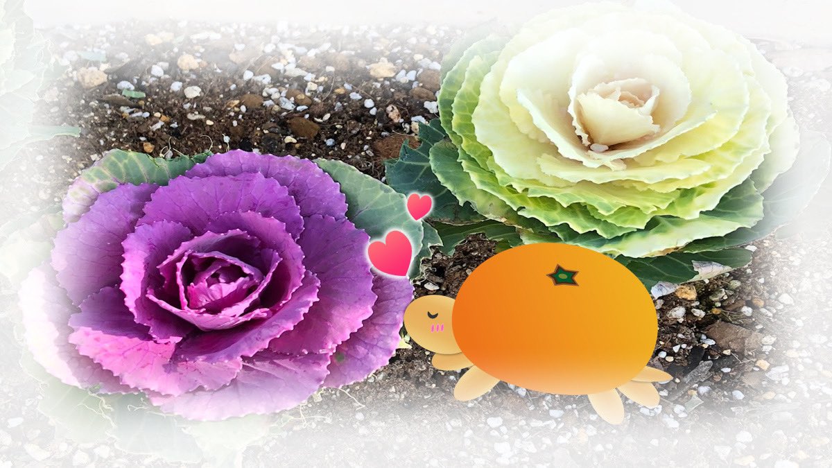 Kazuki Kazukiiros Twitter