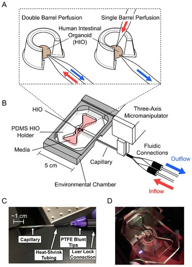 micromach_mdpi's tweet photo. 📚New Publication
📌"Perfusion System for Modification of Luminal Contents of Human Intestinal #Organoids and Realtime Imaging Analysis of Microbial #Populations" (by Nicholas J. Ginga et al.)
#perfusion
#organoid
#bacteria
#intestine
👉Read via https://t.co/paOfVl8Vec https://t.co/4ctJdwuuXy
