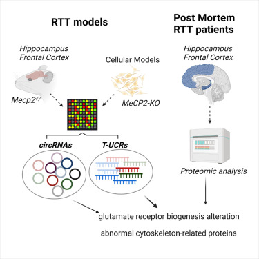 Manel Esteller (@manelesteller) on Twitter photo Our article in Molecular Therapy Nucleic Acids <a href="/MolTherapy/">Molecular Therapy</a> <a href="/CellPressNews/">Cell Press</a> describing how in #Rettsyndrome #noncodingRNA target #MECP2 regulation for #neuron #glutamate receptors, beatiful paper lead by <a href="/GroupGuil/">Guil LAB</a> and <a href="/con_edi/">Edilene Siqueira</a>
cell.com/molecular-ther… Our article in Molecular Therapy Nucleic Acids <a href="/MolTherapy/">Molecular Therapy</a> <a href="/CellPressNews/">Cell Press</a> describing how in #Rettsyndrome #noncodingRNA target #MECP2 regulation for #neuron #glutamate receptors, beatiful paper lead by <a href="/GroupGuil/">Guil LAB</a> and <a href="/con_edi/">Edilene Siqueira</a>
cell.com/molecular-ther…