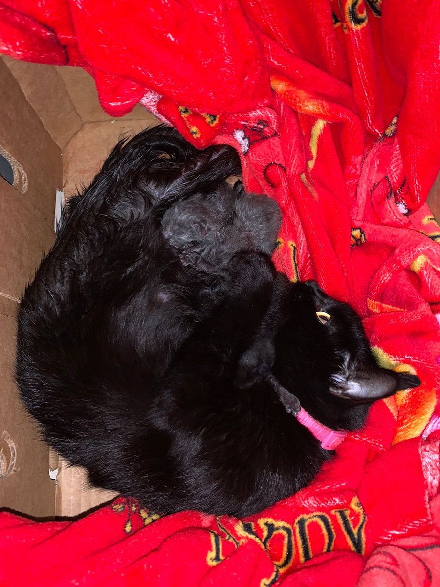 barbie77727's tweet photo. Ya soy abuela los amo demasiado mis bebes todos los amooooo mi Pech ya es mamá gatuna 🐈‍���💘💖 https://t.co/OqpFsCPJ6d
