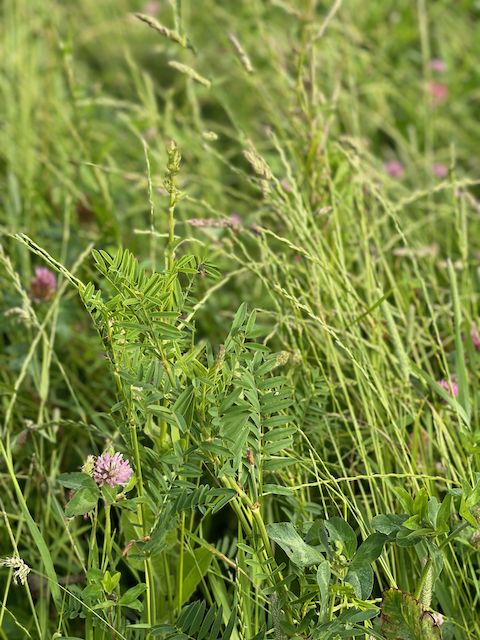 PastureForLife's tweet photo. Psst. This week you'll find us doing the take-over @FarmersoftheUK. Follow to find out what we're up to over there...#farmwithnature #pasturefed #itsthehownotthecow https://t.co/VlOjZwLi2l