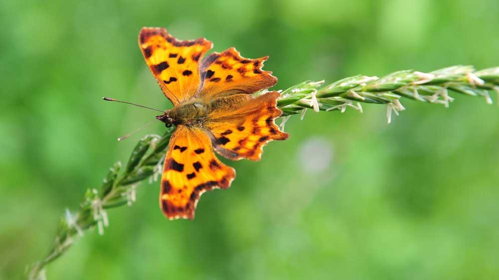 hansphilipsen's tweet photo. #januarivlindermaand op initiatief van @NathalieNatuur. Vandaag op dag 18 de gehakkelde aurelia. https://t.co/Q2ojbdQ5bs