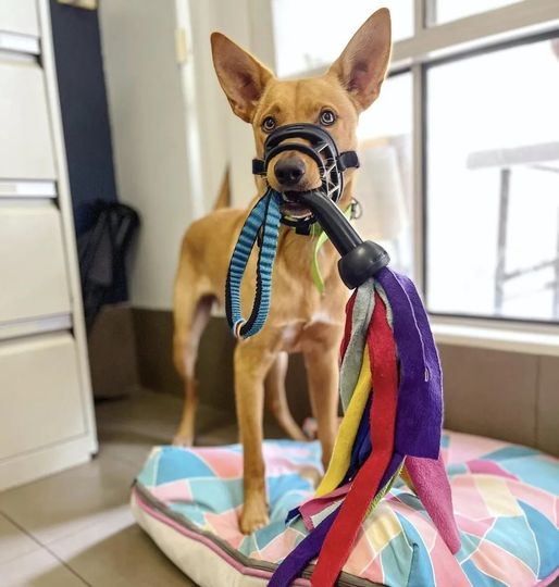FABClinicians's tweet photo. Check out this great example of the 'false muzzle' from @muzzleupproject to help with muzzle association training.
*Please note, using this muzzle will not prevent a bite. It is to aid in the muzzle training process*
#muzzletraining #dogbehaviour https://t.co/P6BFmC7tQp