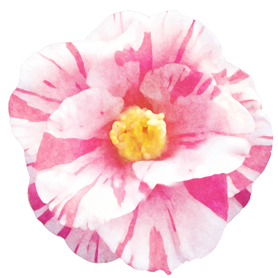 ヨシュケイ 椿と山茶花のフリーアイコンをつくりました 400 400pixel 8種 タイムライン上は花の形に切り抜かれた状態で表示されます フリー素材 フリーアイコン 透過png 背景透過 椿 山茶花 Camellia T Co Fteua7y4dz Twitter