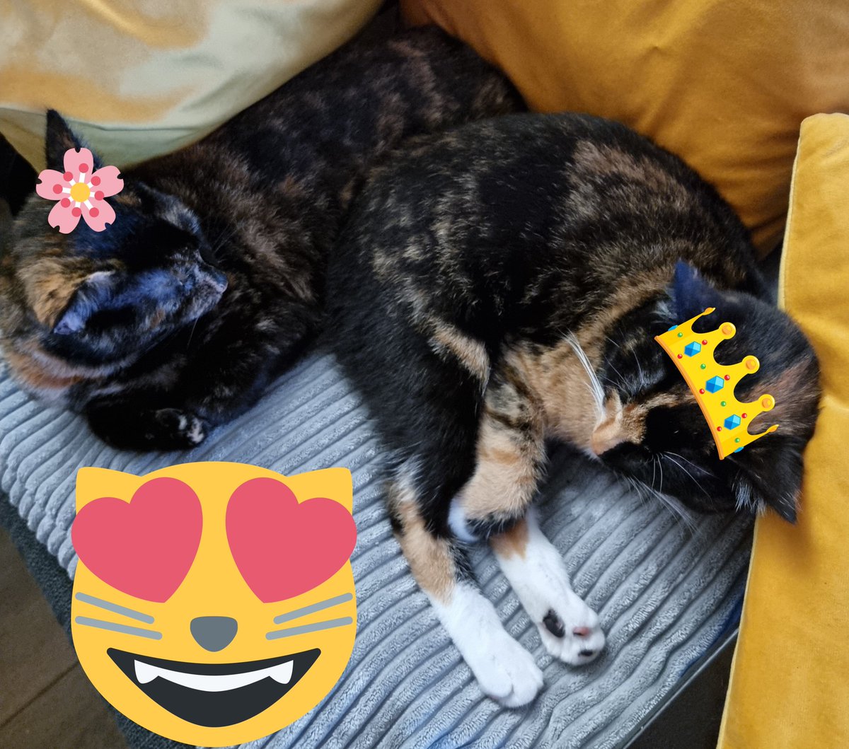 ArouraBlossom's tweet photo. Happy #ToebeanTuesday everyone! πΎ π»ππΊπΈπΎ Aroura π and I (Blossom πΈ) look like we are joined at the hip, tee hee πΎπΉππΉπΈπΎ #kittensisters #TORTIE #CatsOfTwitter #CatsOnTwitter #cats #catlovers https://t.co/m8qQzKeUgY