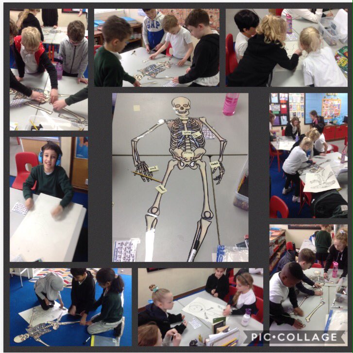 bisphamjy3's tweet photo. Putting together this skeleton was much harder than it looks! Fantastic teamwork and resilience in science 👍🏼💀#year3 #science https://t.co/VT75xM3jzV