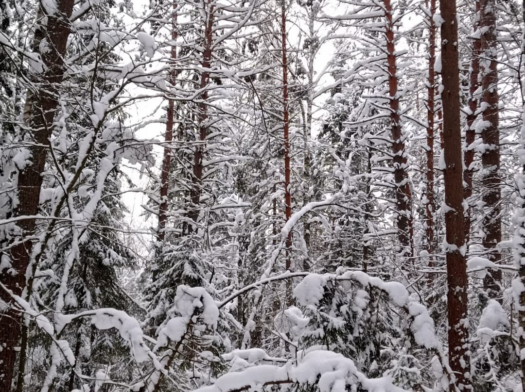 Sever_pravda's tweet photo. У леса на опушке
Жила зима в избушке... 🎵 ❄ 🤶

📷: Елена Войнова https://t.co/4r65TqoWpY