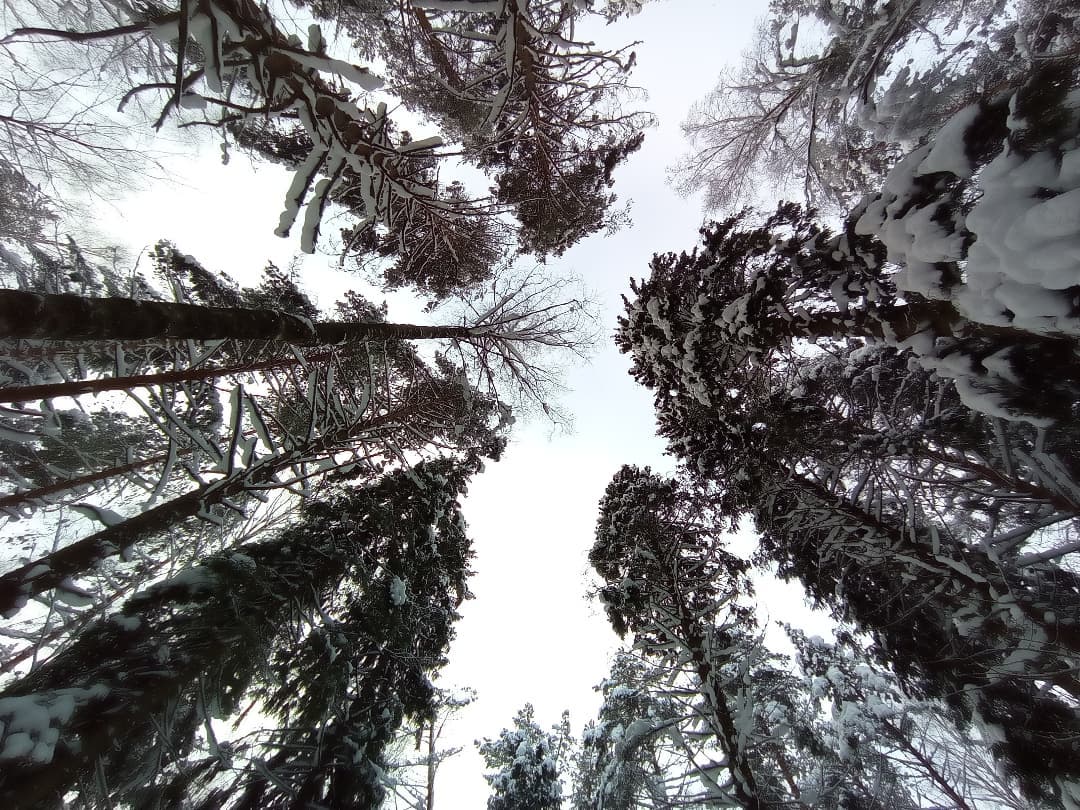 Sever_pravda's tweet photo. У леса на опушке
Жила зима в избушке... 🎵 ❄ 🤶

📷: Елена Войнова https://t.co/4r65TqoWpY