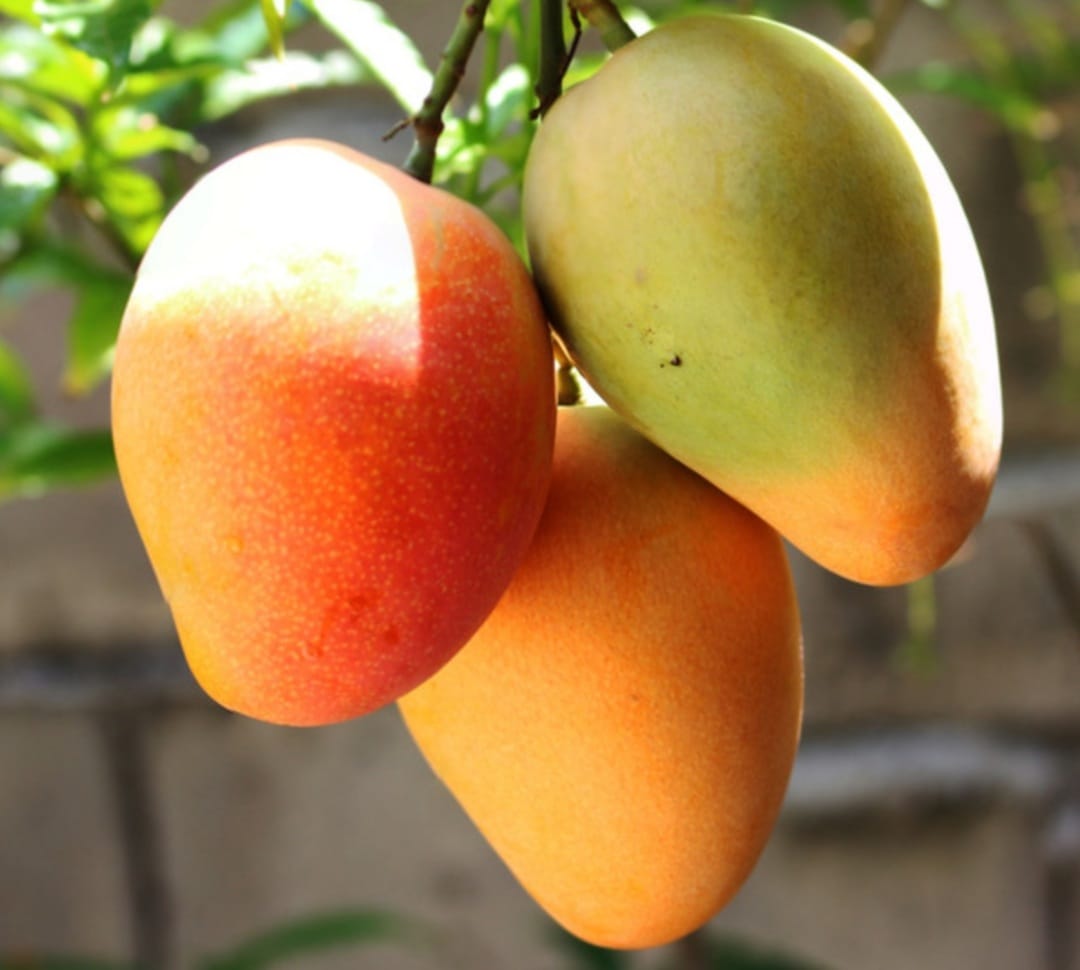 RubierRuby's tweet image. 