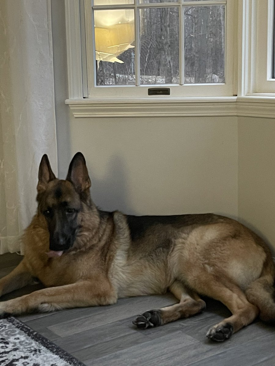 A little Tongue out Tuesday as I plot me next move…… #TOT #GSD 🤪💙