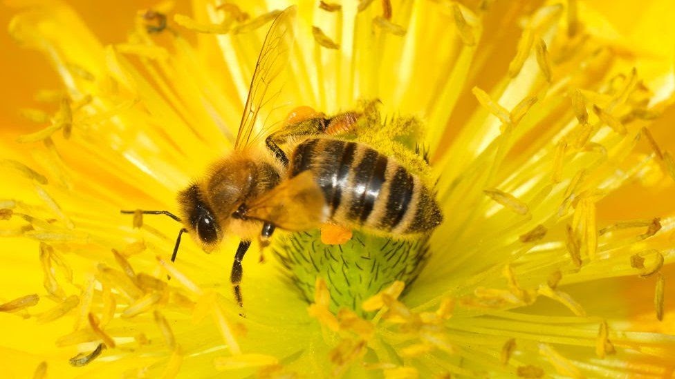 Ormskirk Beekeepers: 'Banned' bee-harming pesticide approved for use, despite expert advice dlvr.it/SHLKqk