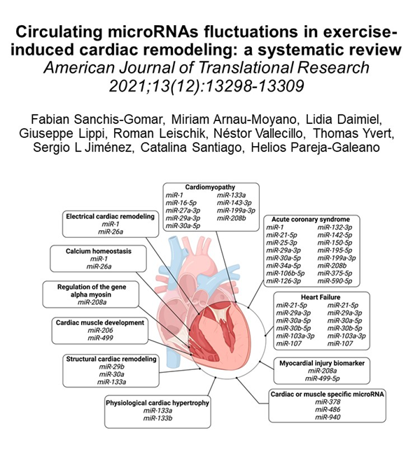 🚨Nueva publicación en la que explicamos el mecanismo epigenético por el que los microARNs modulan la hipertrofia cardiaca en el #deporte ▶️pubmed.ncbi.nlm.nih.gov/35035676/ #Salud #Cardiology #exercise #Health