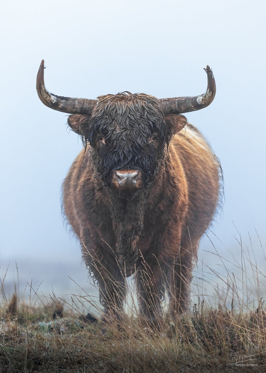 lmkndrs's tweet photo. GM! What about this sweet bull staring at you in the foggy highlands north of Arnhem?
📸 https://t.co/tl79jR0vkY
#scottishhighlander #highlandcow #highlander #nature #animal #mood #foggy https://t.co/iQDWm3lfNF