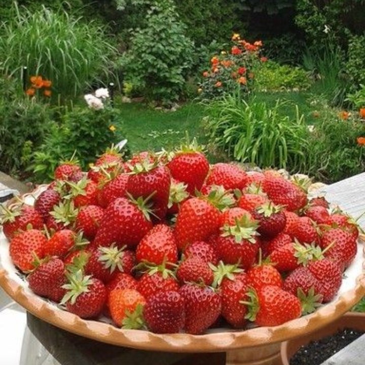 rainbow_explode's tweet photo. just strawberries !! 🍓🌿🧺🌼 https://t.co/cowz9HKG5a