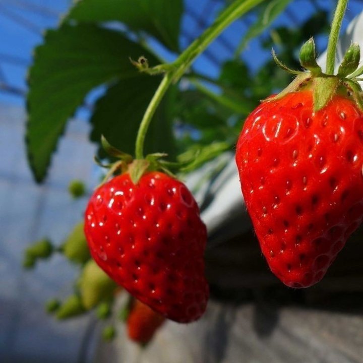 rainbow_explode's tweet photo. just strawberries !! 🍓🌿🧺🌼 https://t.co/cowz9HKG5a