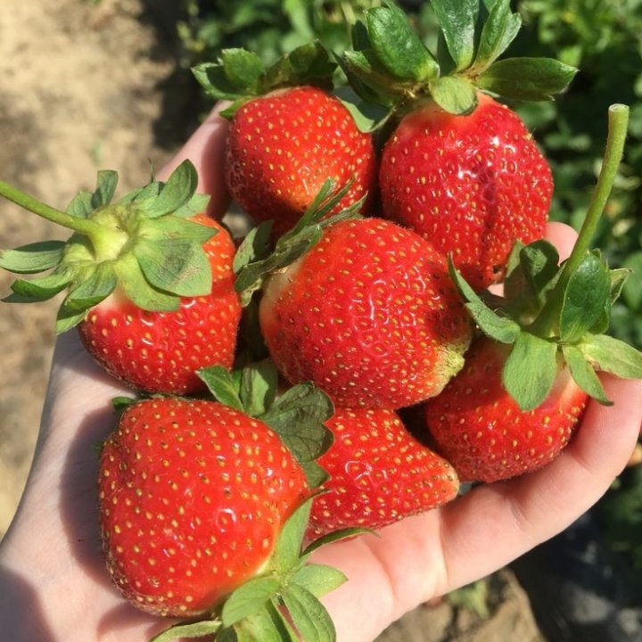 rainbow_explode's tweet photo. just strawberries !! 🍓🌿🧺🌼 https://t.co/cowz9HKG5a