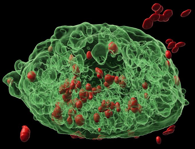 3D rendering of eGFP+ bone marrow-derived dendritic cell phagocytosis of acetylated dextran microparticles labeled with AF647.