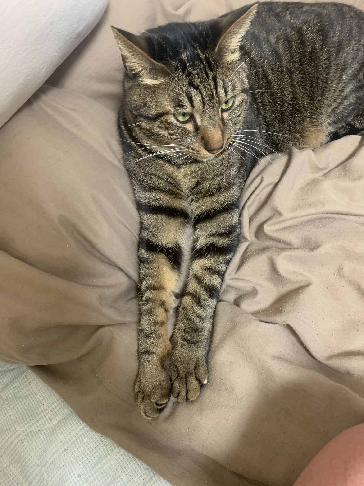 ぽんねこ 足長い T Co 929k2bmxei Twitter
