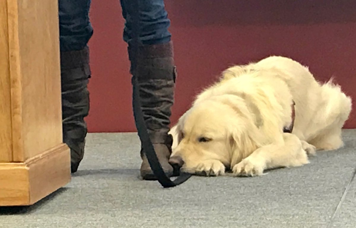 sampson_dog's tweet photo. I’m a Service Dog! I go on stage when Mom gives talks/presentations. She might need me. Even tho I might lay down and close my eyes to rest, I am still connected to Mom and alert. If she needs me I know instantly. This allows her the independence to help others and have a career! https://t.co/CGy6WI57vP