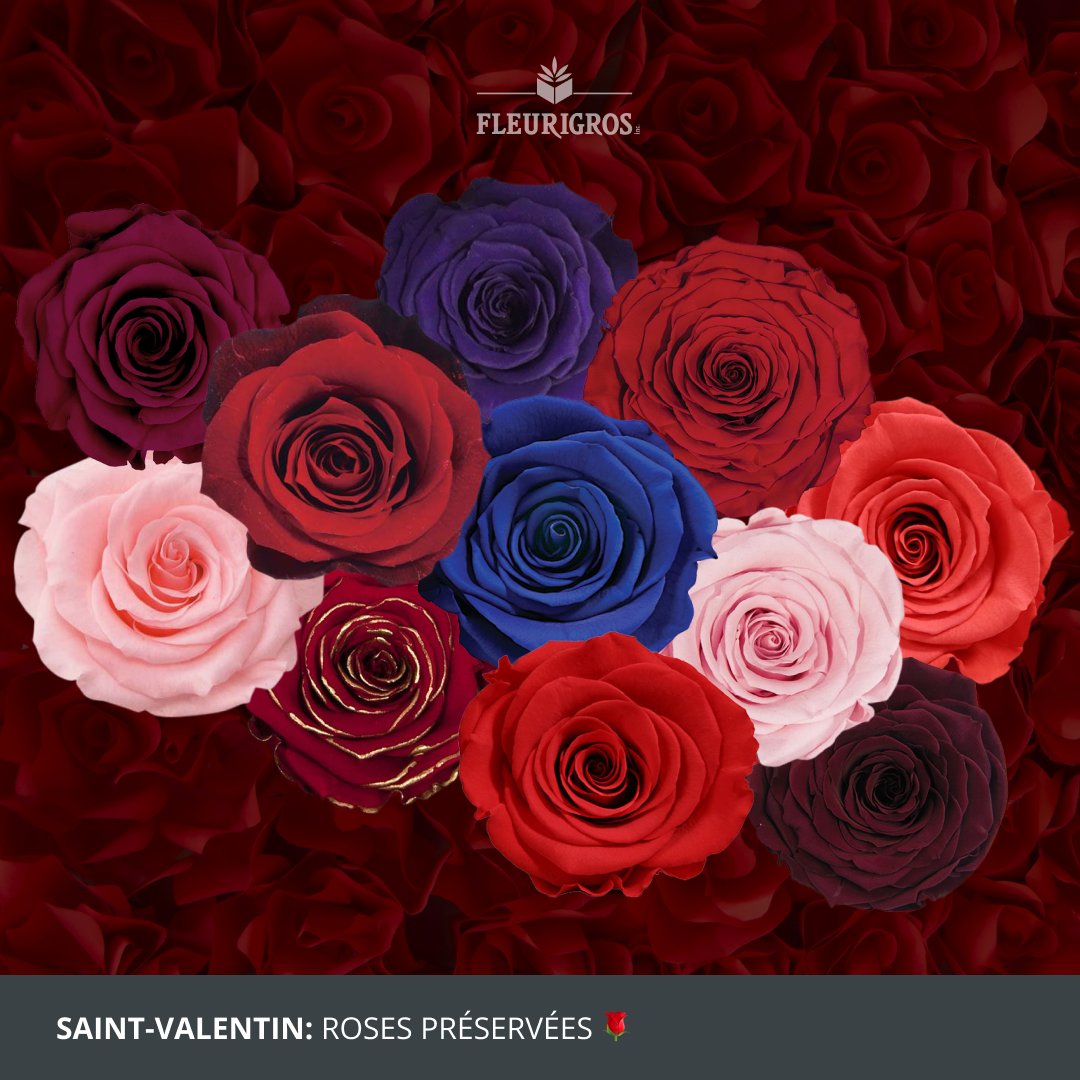 Fleurigros's tweet photo. Pour une ultime déclaration d'amour, proposez à vos clients une rose naturelle qui dure une éternité! 🌹

Nous avons un large choix de couleurs et de formats qui raviront tous les goûts!

Magasinez vos roses préservées de #SaintValentin: https://t.co/TvfCcdpxeG https://t.co/4fD7xpAK5x
