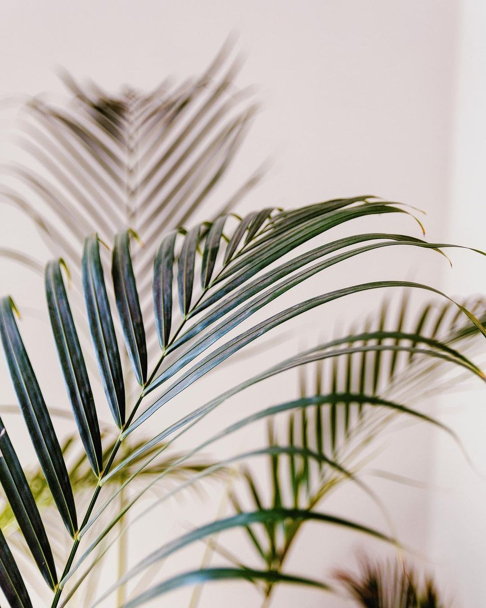 TreeClicks's tweet image. The beauty of plants 🌿 

What is your favorite (house) plant? treeclicks.com

Picture by @escuelabotanica

#plants #nature #plant #gardening #plantsmakepeoplehappy #sustainablejourney