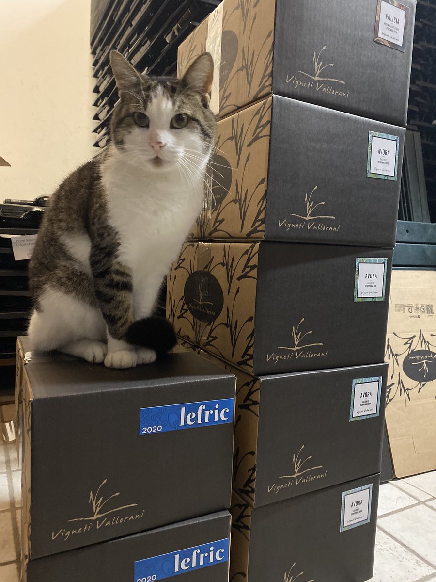 Farewell Skinny, we will miss you 💔😢💔 #cat #winecat