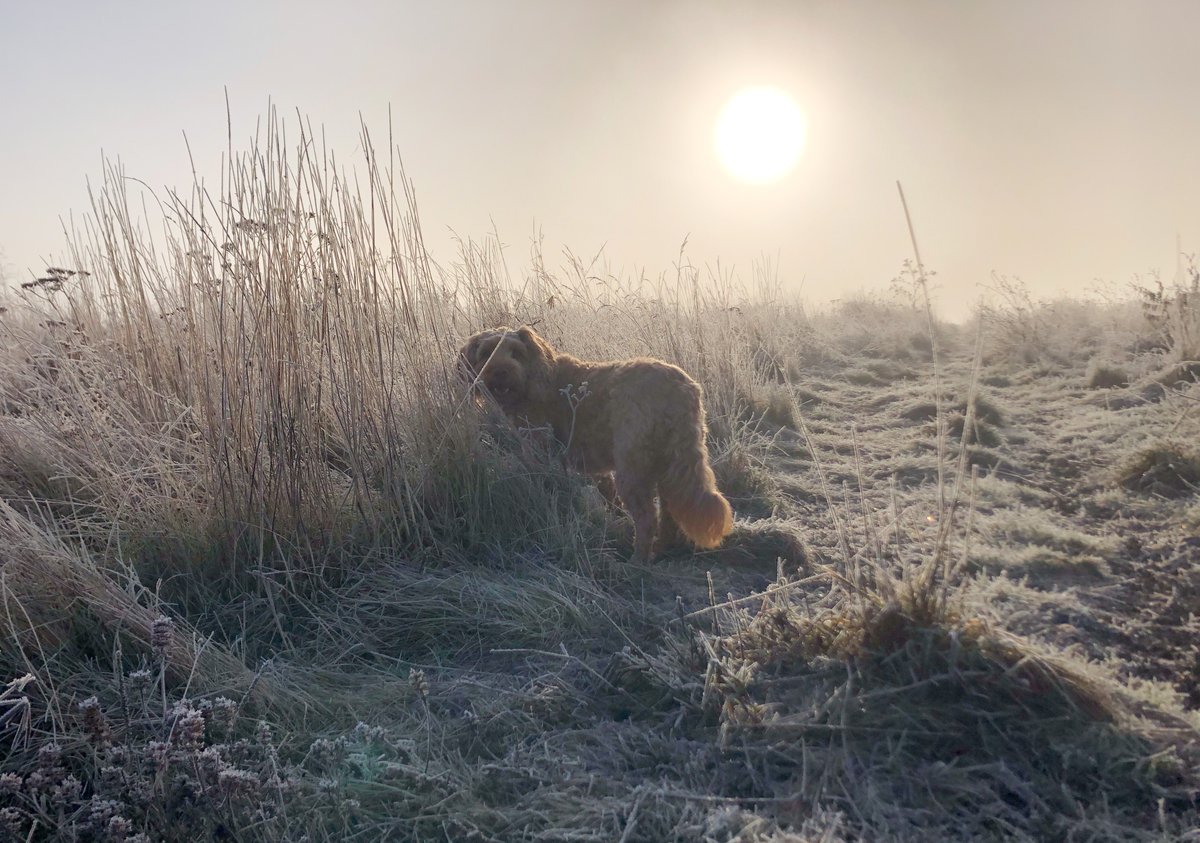 peggottywoofly's tweet photo. There is a great deal of hard grass this morning. I am enjoying being out! #out #WinterTail https://t.co/ieCNx8IFqp