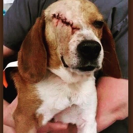 La <a href="/UniBarcelona/">Universitat de Barcelona</a> está obligando, a través de #Vivotecnia, a 38 cachorros Beagle de 8 meses a ingerir una dosis de un nuevo fármaco. Luego los matarán. Con el 92-95% de probabilidad esos resultados fracasarán en las fases clínicas con humanos. #FreeBeaglesVivotecnia