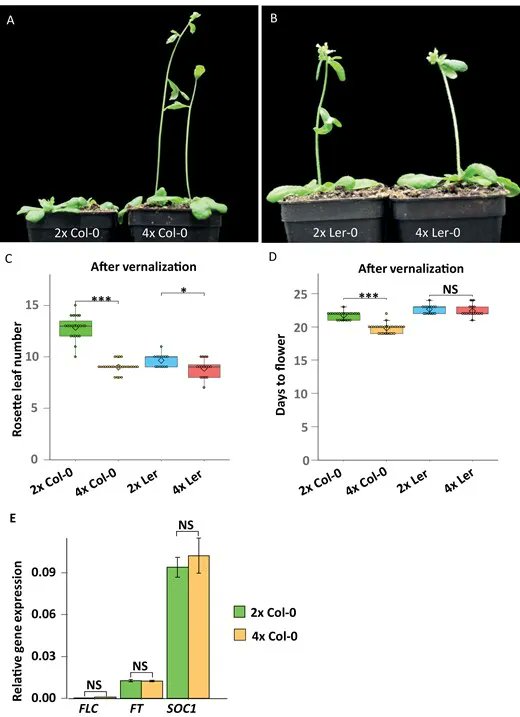 JXBot's tweet photo. Altered H3K27 trimethylation contributes to #flowering time variations in polyploid #Arabidopsis thaliana ecotypes https://t.co/MZRxZ3ty3Z by Jinping Cheng, Guiqian Zhang, Linhao Xu, Chang Liu, @HuaJiang17 @LeibnizIPK
#epigenetics #vernalization #polyploidization #trimethylation https://t.co/vHIICuD3Ws