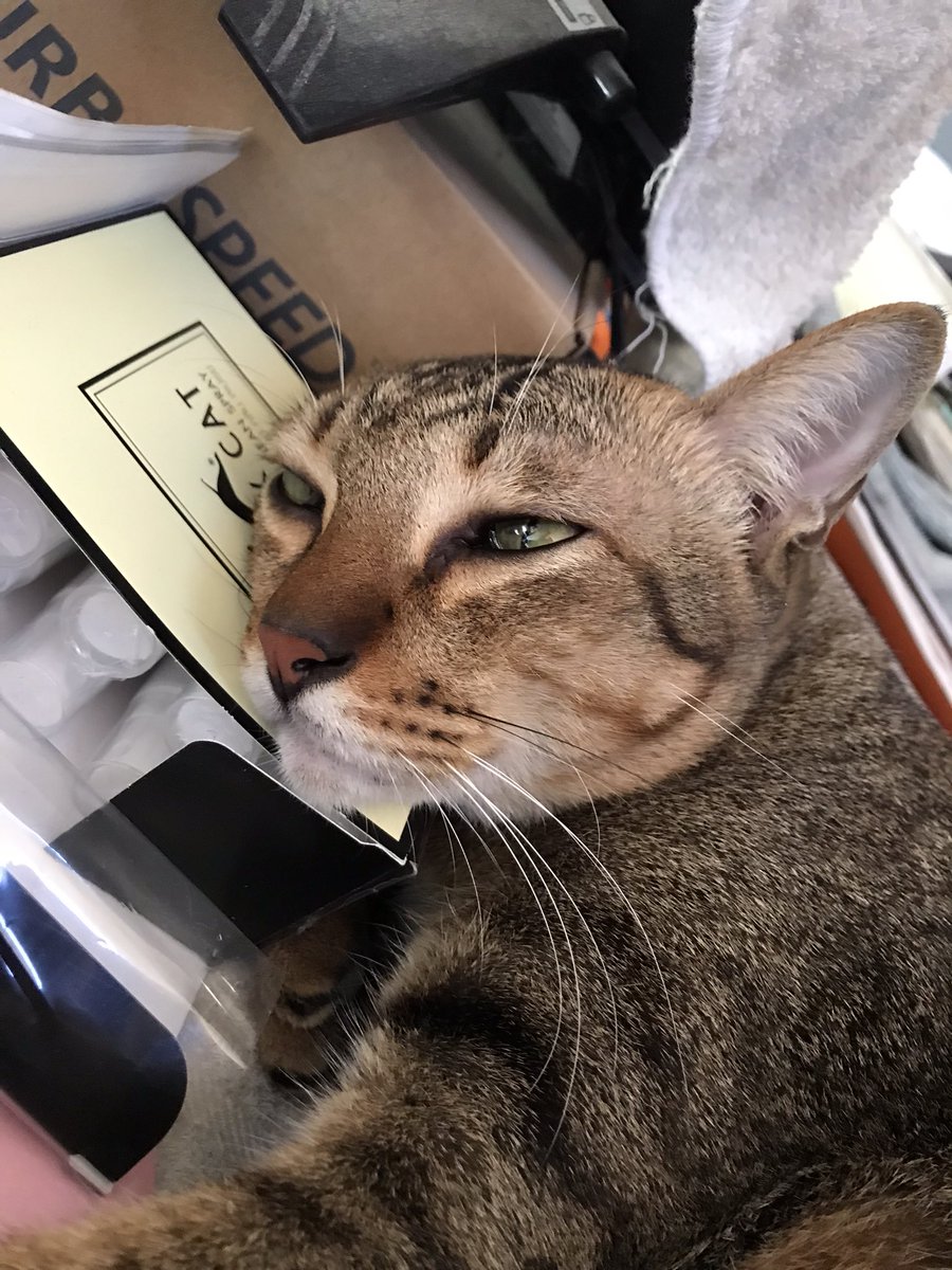 miewsunday's tweet photo. ต้าวเเมวอ้วน🐱💞 https://t.co/3Wv8iez1WQ
