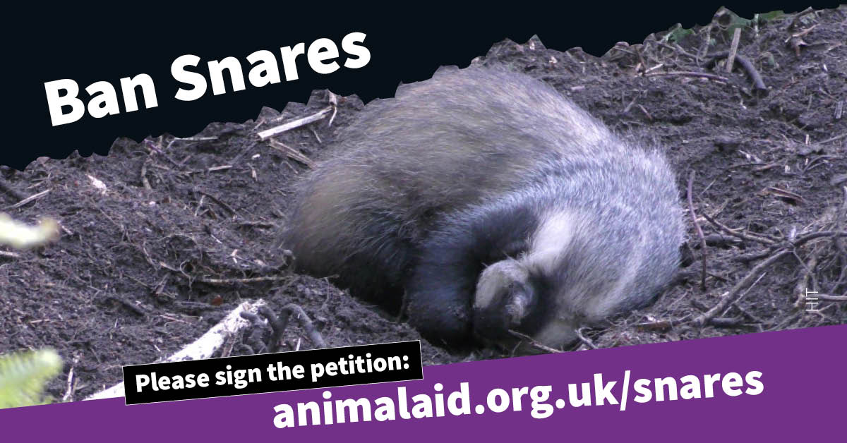 Animal Aid (@animalaid) on Twitter photo The government's promised Call for Evidence on snares has still not emerged - and all the while, animals are suffering and dying.
Be their voice: sign & share the petition to #BanSnares
animalaid.org.uk/snares
<a href="/hilltopgina/">Gina Bates Ⓥ 𓃟 Pigoneer™.</a> <a href="/_AnimalAdvocate/">ANIMAL ADVOCATE Ⓥ</a> @Keeptheban_ <a href="/FoxHITeam/">H.I.T.</a> <a href="/HuntSabs/">Hunt Saboteurs Association</a> The government's promised Call for Evidence on snares has still not emerged - and all the while, animals are suffering and dying.
Be their voice: sign & share the petition to #BanSnares
animalaid.org.uk/snares
<a href="/hilltopgina/">Gina Bates Ⓥ 𓃟 Pigoneer™.</a> <a href="/_AnimalAdvocate/">ANIMAL ADVOCATE Ⓥ</a> @Keeptheban_ <a href="/FoxHITeam/">H.I.T.</a> <a href="/HuntSabs/">Hunt Saboteurs Association</a>