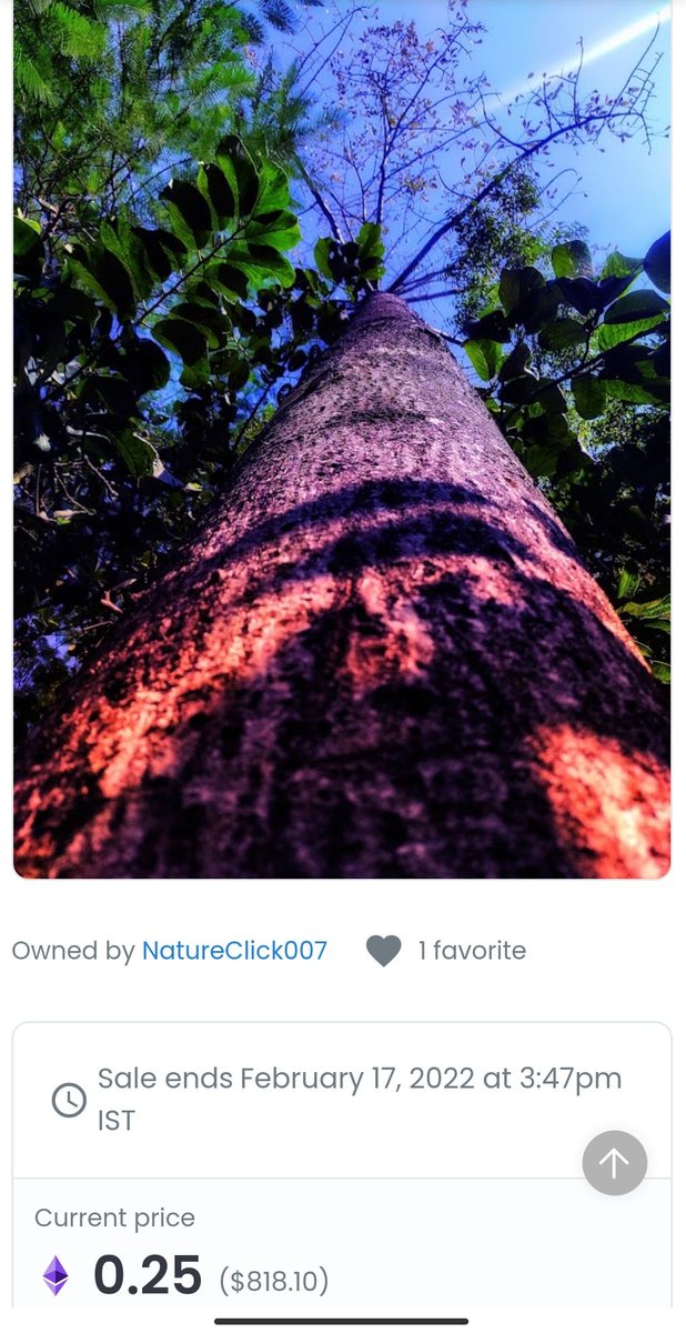 rohitkant241's tweet photo. @jf_nft Precious piece Waiting for owner #natureclick007 https://t.co/kDAu528QeI