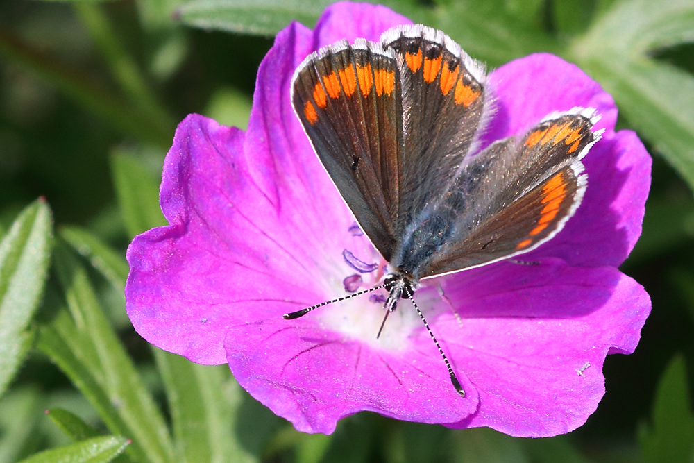 Henk_Haans's tweet photo. @NathalieNatuur #januarivlindermaand #Bruin_blauwtje / Aricia agestis https://t.co/XYb7DkLnZC