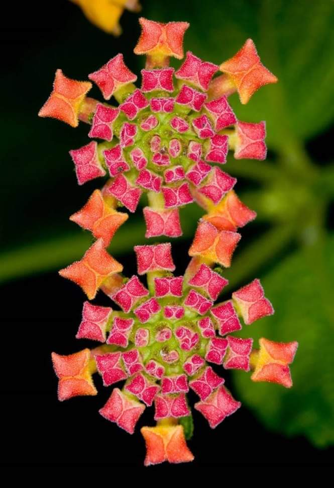 LeCHEP78's tweet photo. Magnifiques photographies de plantes à la géométrie parfaite. Encore une des nombreuses beautés et énigmes de la nature.
Pour en savoir + : https://t.co/VF8lXP63Bs
https://t.co/gcc7LDaupd
#chep78 #environnement #amenagementpaysager #ecoledusavoirvert #gmnf #horticulture #plantes https://t.co/vIHkuw0LrK