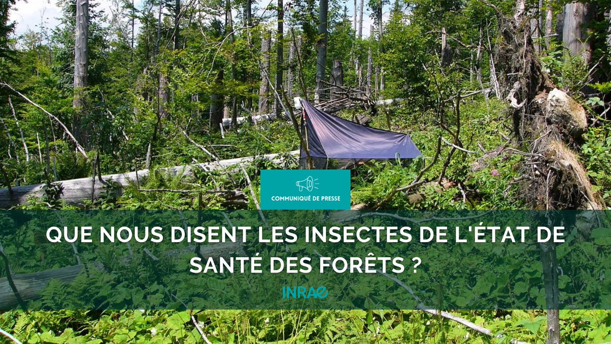 #RP_INRAE Mesure de l’impact du dépérissement forestier grâce au metabarcoding ADN. Analyse de +200 échantillons d’#insectes dans les sapinières des Pyrénées.
👉Une méthode applicable par les gestionnaires pour le suivi de la #biodiversité des #forêts.
➡️url.inrae.fr/3GAKGmw