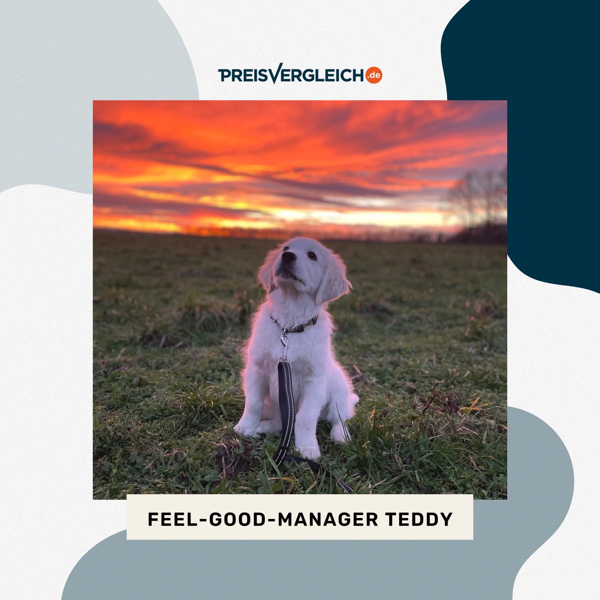 Heute möchten wir euch einen weiteren Feel-Good-Manager vorstellen. Dürfen wir vorstellen - Teddy. Als jüngstes und auch neustes PVG-Mitglied versüßt er uns und vor allem seinem Frauchen Nadine den Tag. Wir haben ihn jetzt schon ins Herz geschlossen. 
#goldenretriever #feelgood