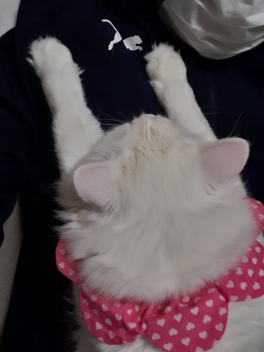 Ashirooo's tweet photo. この時期はお互いで暖を取ってる気がする。
#猫好きさんと繋がりたい https://t.co/MfVo5NfxXp
