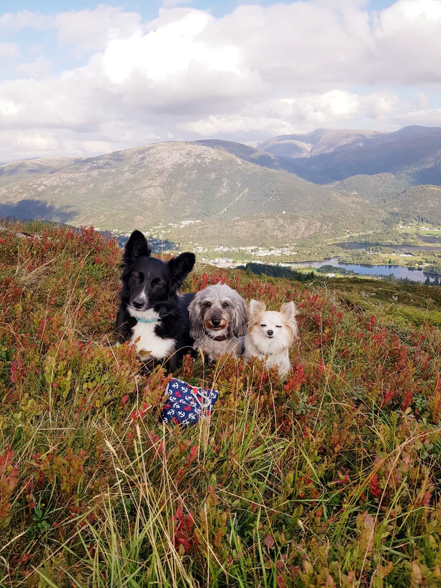 Norway 🇧🇻

#DogsofTwittter #dogsofinstagram #dogs #chihuahualins